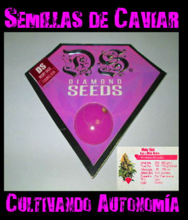 Moby dick Feminizada  1 x $4.500 